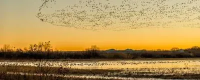 sandhill cranes above a body of water at sunrise or sunset